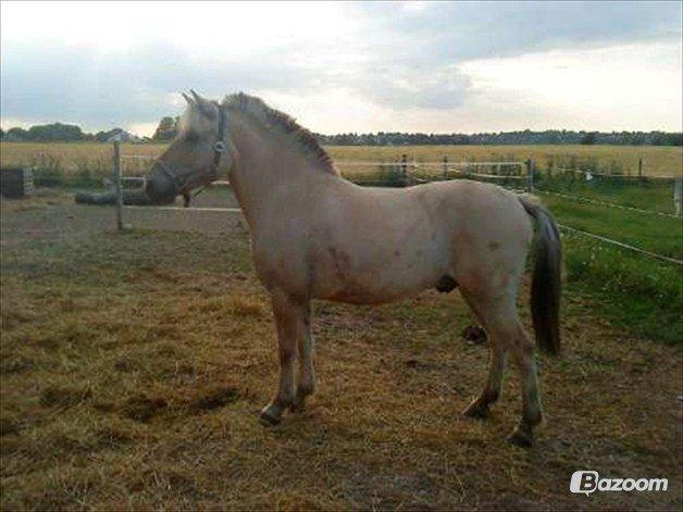 Fjordhest Pelle Lønbjerg billede 8