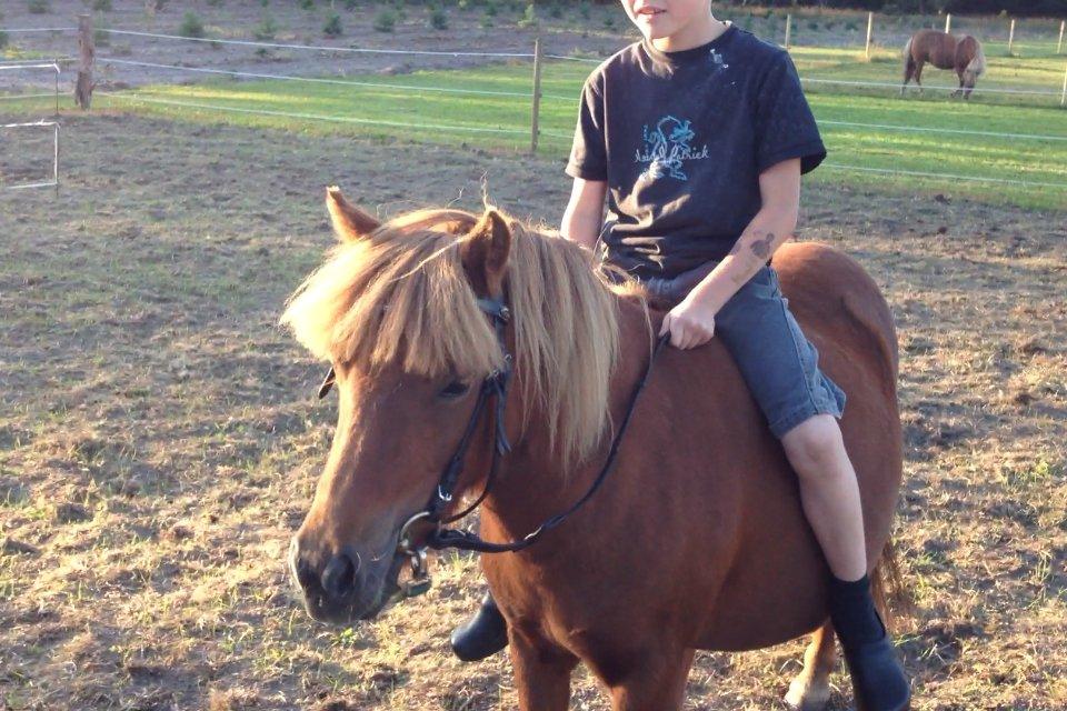 Shetlænder Solgårdens Lotte "Flotte Lotte" <3 - Smukke Lotte og Emil ;D  billede 9