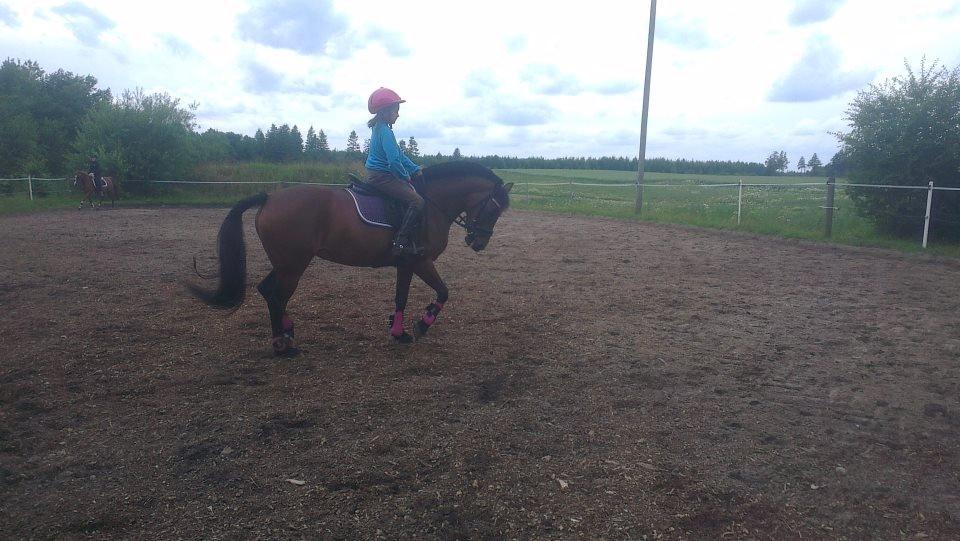 Anden særlig race Malou billede 5