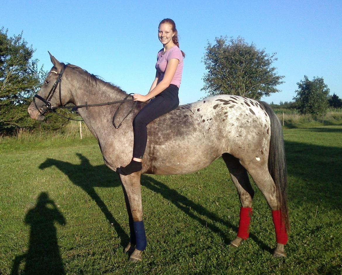 Knabstrupper Storlunds Sun-Light - første gang uden sadel nogensinde.. :)<3 min super hest<3<3 billede 8