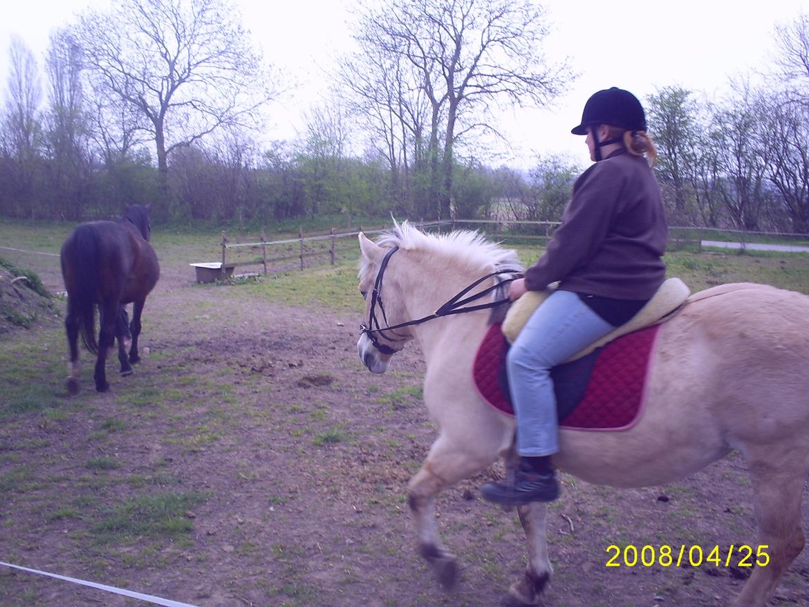 Fjordhest Nella billede 14