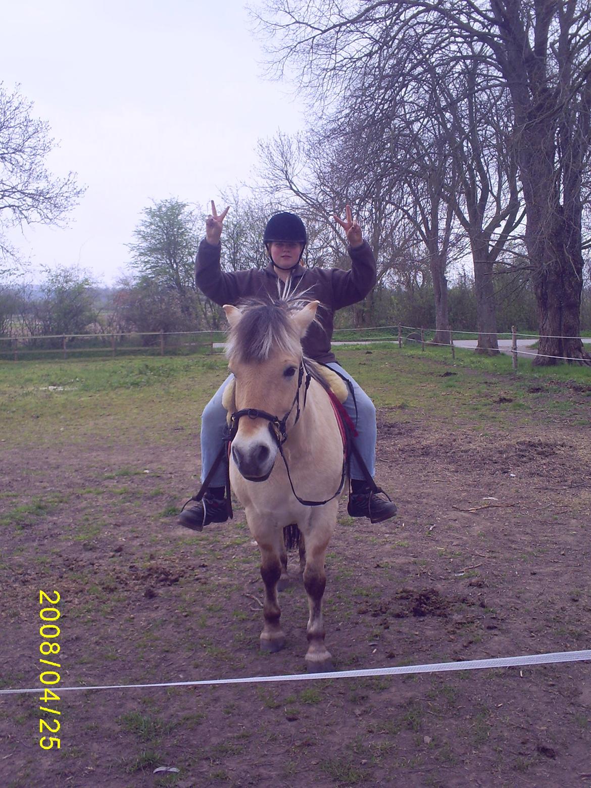 Fjordhest Nella billede 15