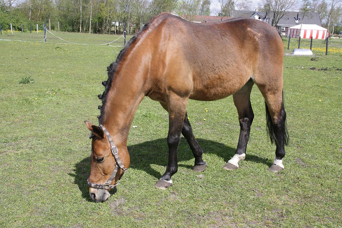 DSP Jokeren "Jokke" - Her på folden på min konfi :) billede 8