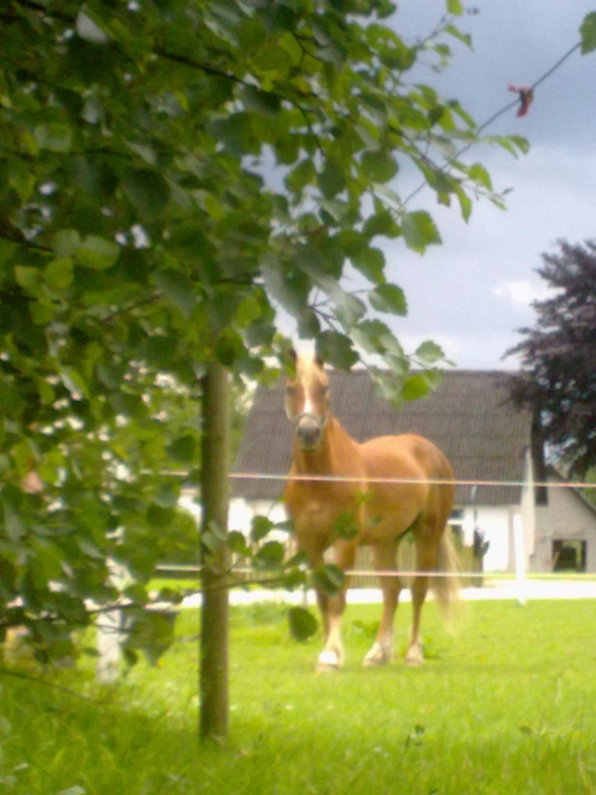 Welsh Cob (sec D) | Kiding Game On  **SOLGT** - Basseeee!!? :P billede 14