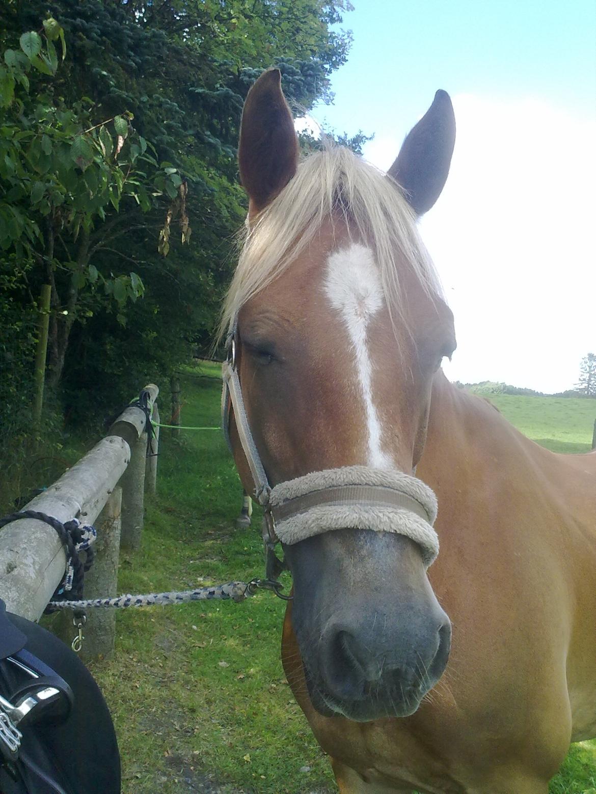 Welsh Cob (sec D) | Kiding Game On  **SOLGT** - Sidste ridetur - ude ved St. Økssø <3 billede 16