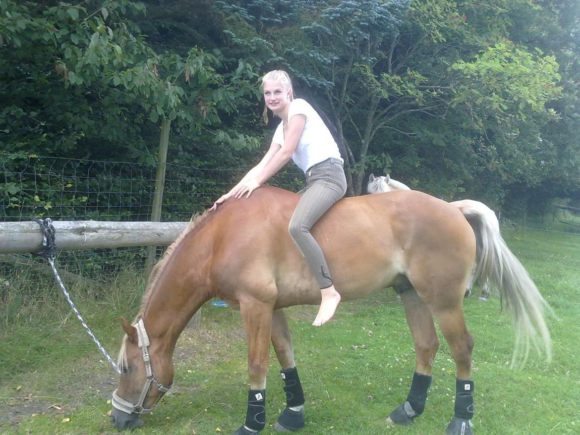 Welsh Cob (sec D) | Kiding Game On  **SOLGT** - Sidste ridetur - hygge ved søen <3 billede 17
