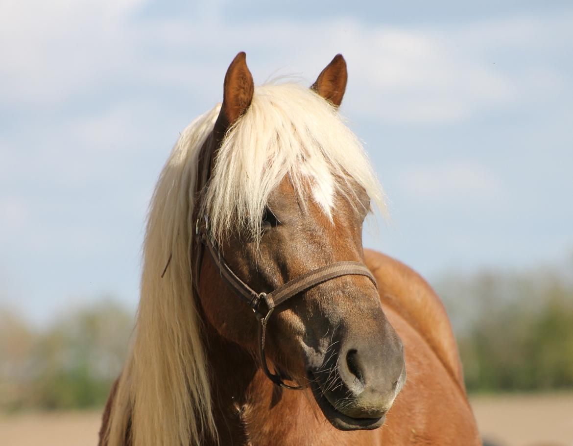 Anden særlig race Koda billede 1