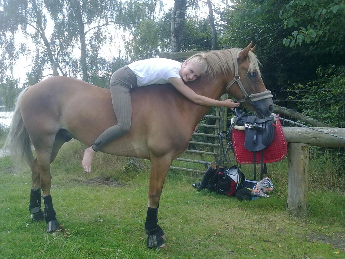 Welsh Cob (sec D) | Kiding Game On  **SOLGT** - hyggee!! :D<3 billede 18