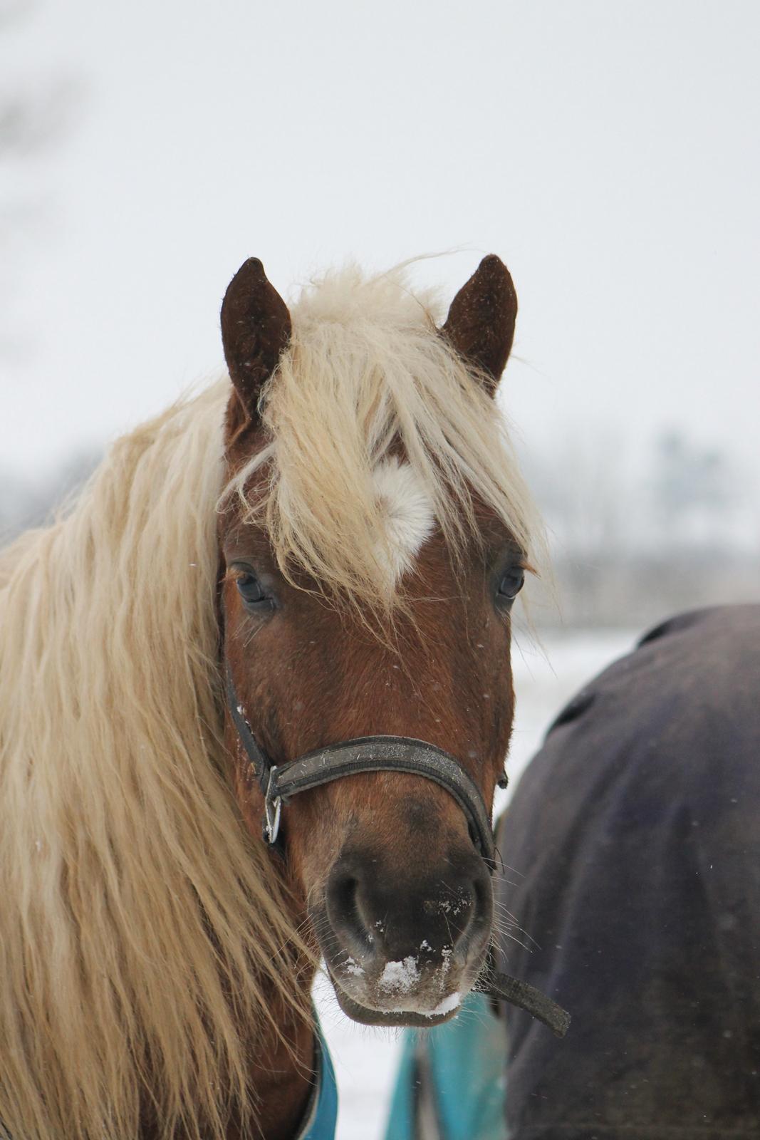 Anden særlig race Koda billede 17