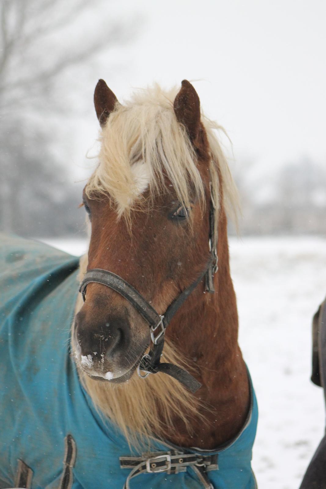 Anden særlig race Koda billede 2