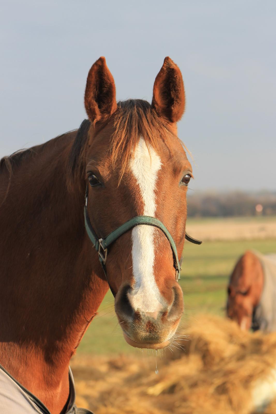 Dansk Varmblod Wholi brentedal billede 4