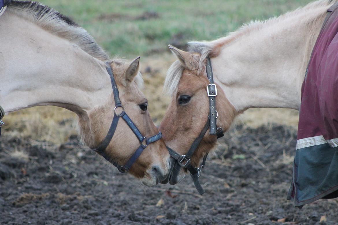 Anden særlig race Smølfie billede 19