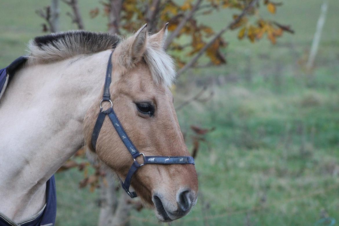 Anden særlig race Smølfie billede 4