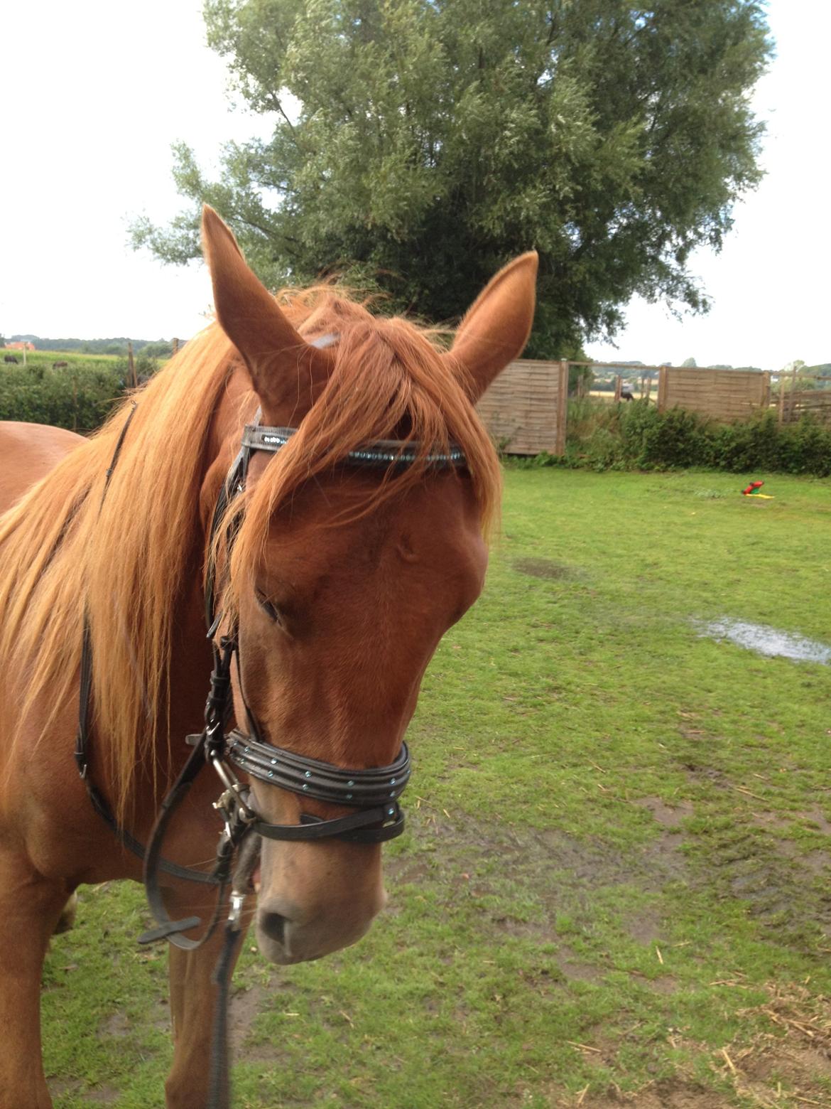 Anden særlig race ribergaards cassio billede 3