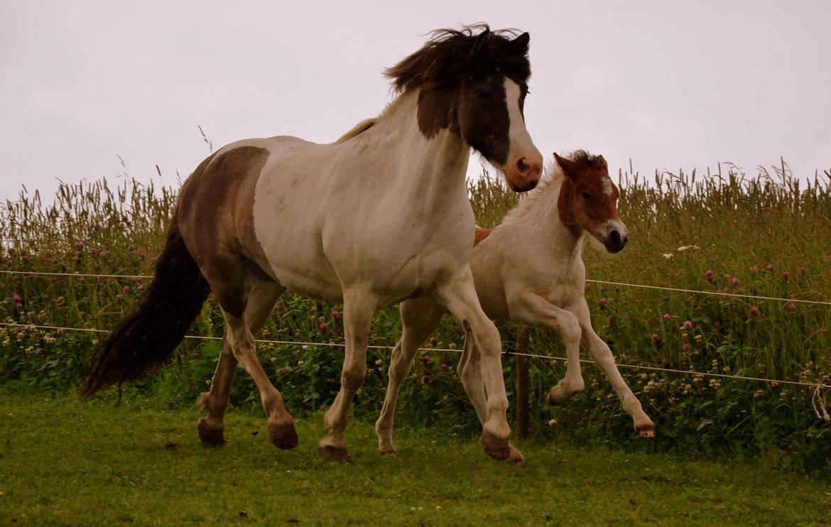 Islænder Hetta fra Toosholm - The best and most beautiful things in the world cannot be seen or even touched- they must be felt with the heart. Min søde hest. ♥  billede 10