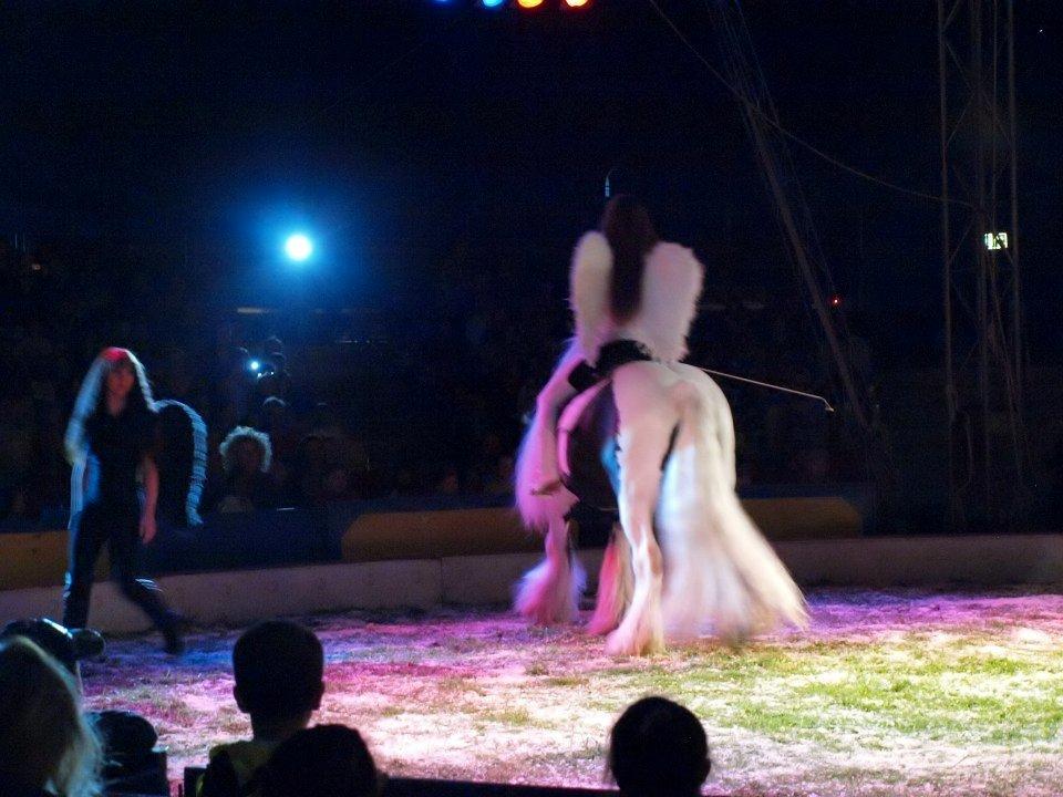 Irish Cob Lord Wellington Of England ( Welle) - Wellington i cirkus Skratt  billede 11