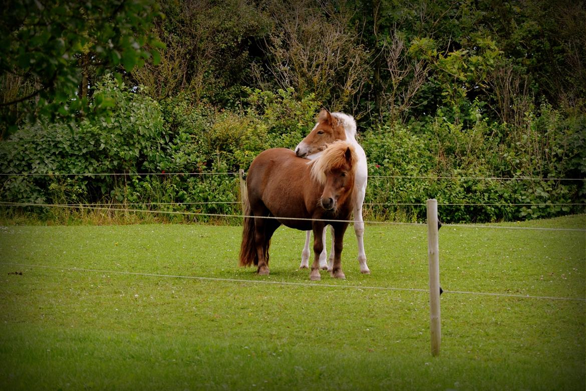 Shetlænder Tøttrups Lippa - As I stared into your eyes, you asked me why I was about to cry, it's because I know you were going to say good-bye. 
De bedste venner <3 billede 2