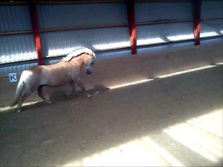 Haflinger | Cocio ~ MY SOULMATE!<3 R.I.P - 10. august 2012
Bassen viser sig i hallen.
Man har da lov til at være 4 årig hingst igen <3
Taget af. Mig selv
 billede 10