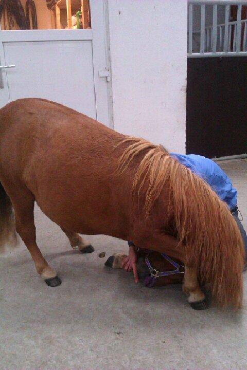 Shetlænder O´Lilly billede 20