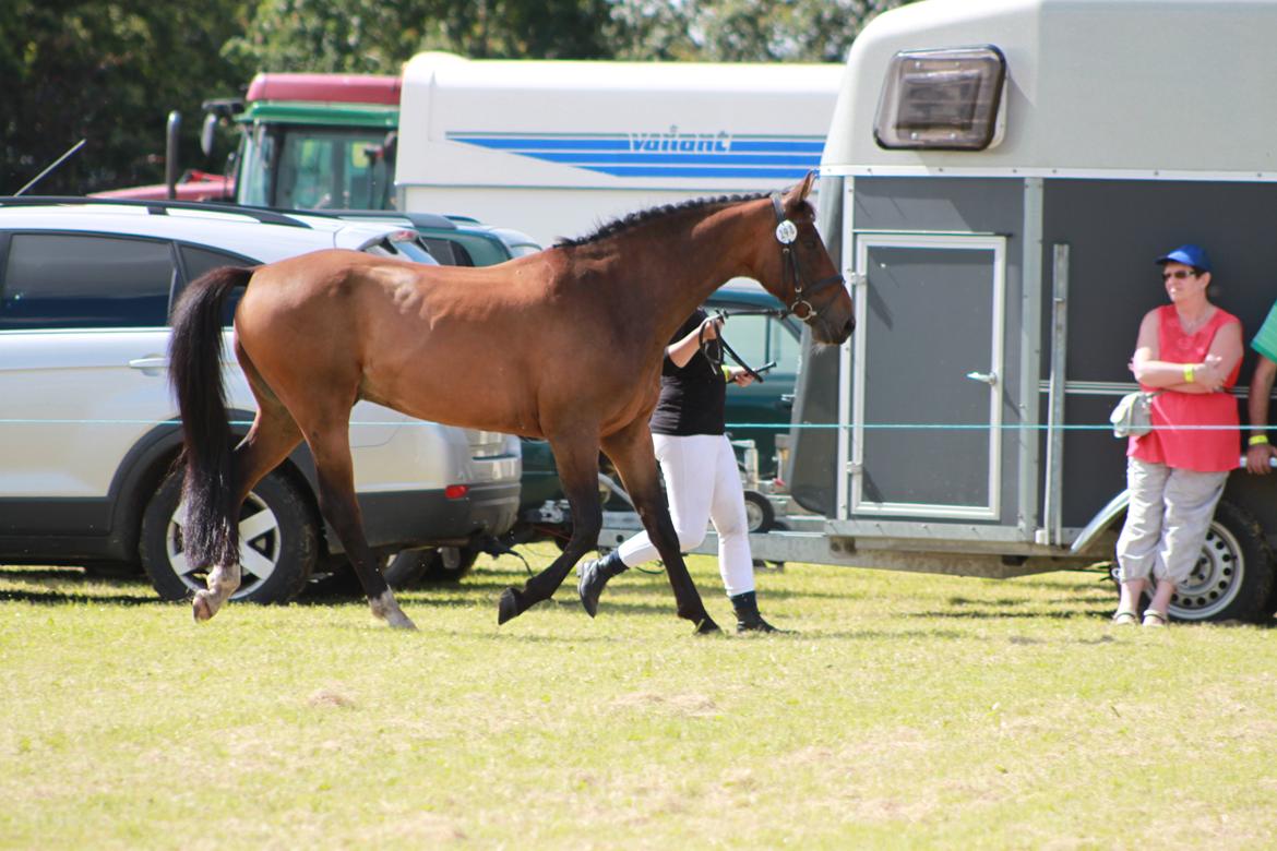 Anden særlig race Countdown - Aulum Dyrskue (august 2012) billede 13