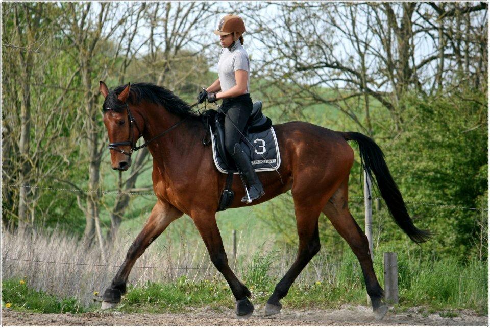 Tysk Varmblod Champion's Caspar - 18.05.2012 billede 9