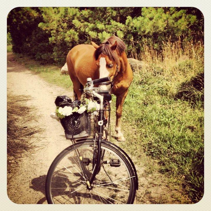 Anden særlig race CORNELIUS JUNIOR - Herren er så flink til at komme med på cykle tur. :) billede 10