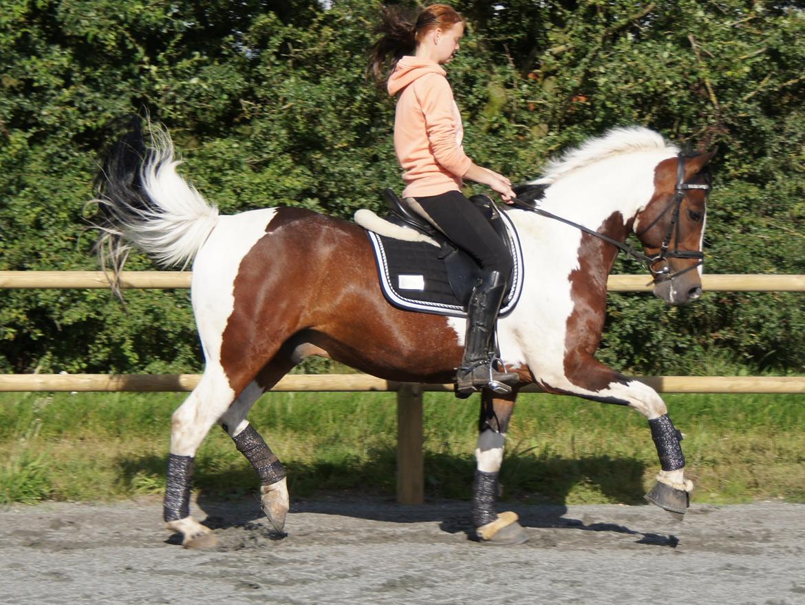 Pinto Sheroc Højgård billede 18