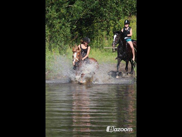 Welsh Cob (sec D) Whitesocks - 
Badedyret <3 billede 5