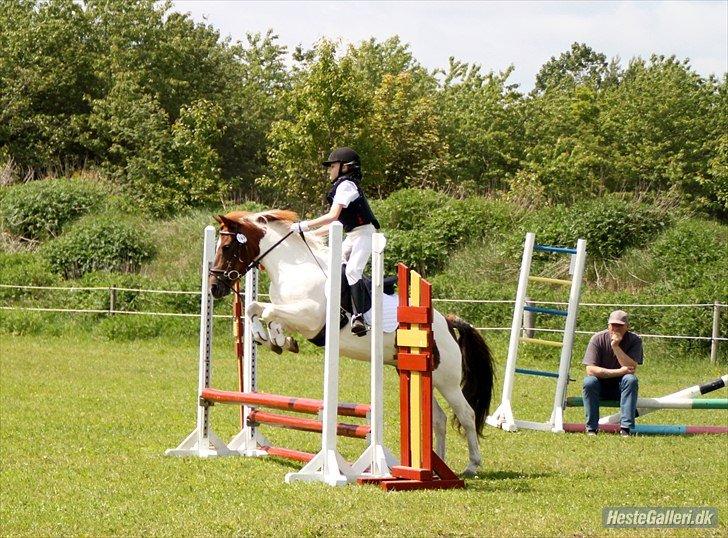 Anden særlig race Zindy billede 17