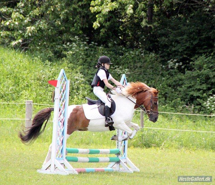 Anden særlig race Zindy billede 19