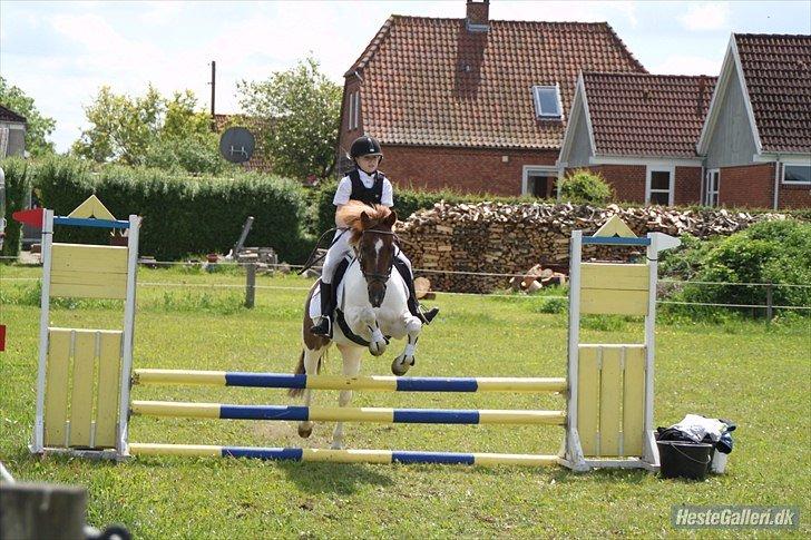 Anden særlig race Zindy - Velkommen til Zindys profil. Smid gerne en kommentar + læg en bedømmelse :) billede 1