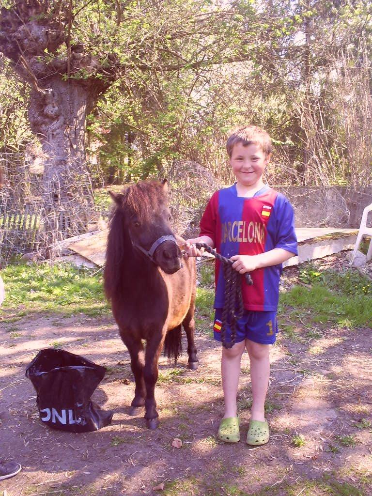 Shetlænder Bøgeskovs Turbo - Min lillebror, før han blev bange for heste... Foto: Mor billede 7
