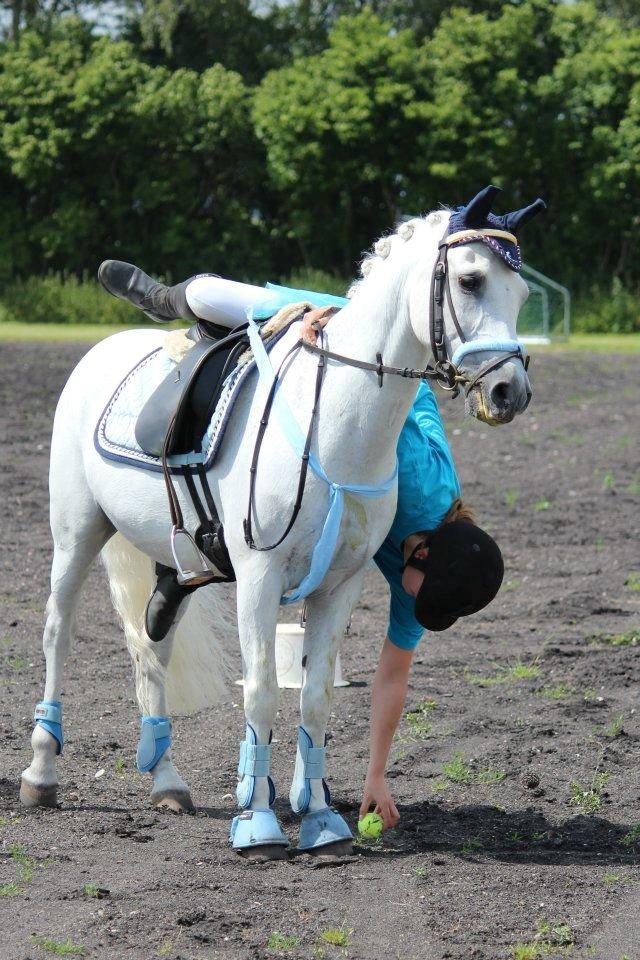 New Forest *Avlet med hjertet - Redet med stolthed* Amadeus - Opvisning Osted(: billede 20