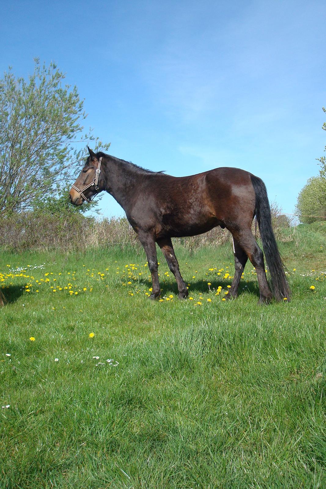 Anden særlig race Mister - på engen maj 2012 billede 1