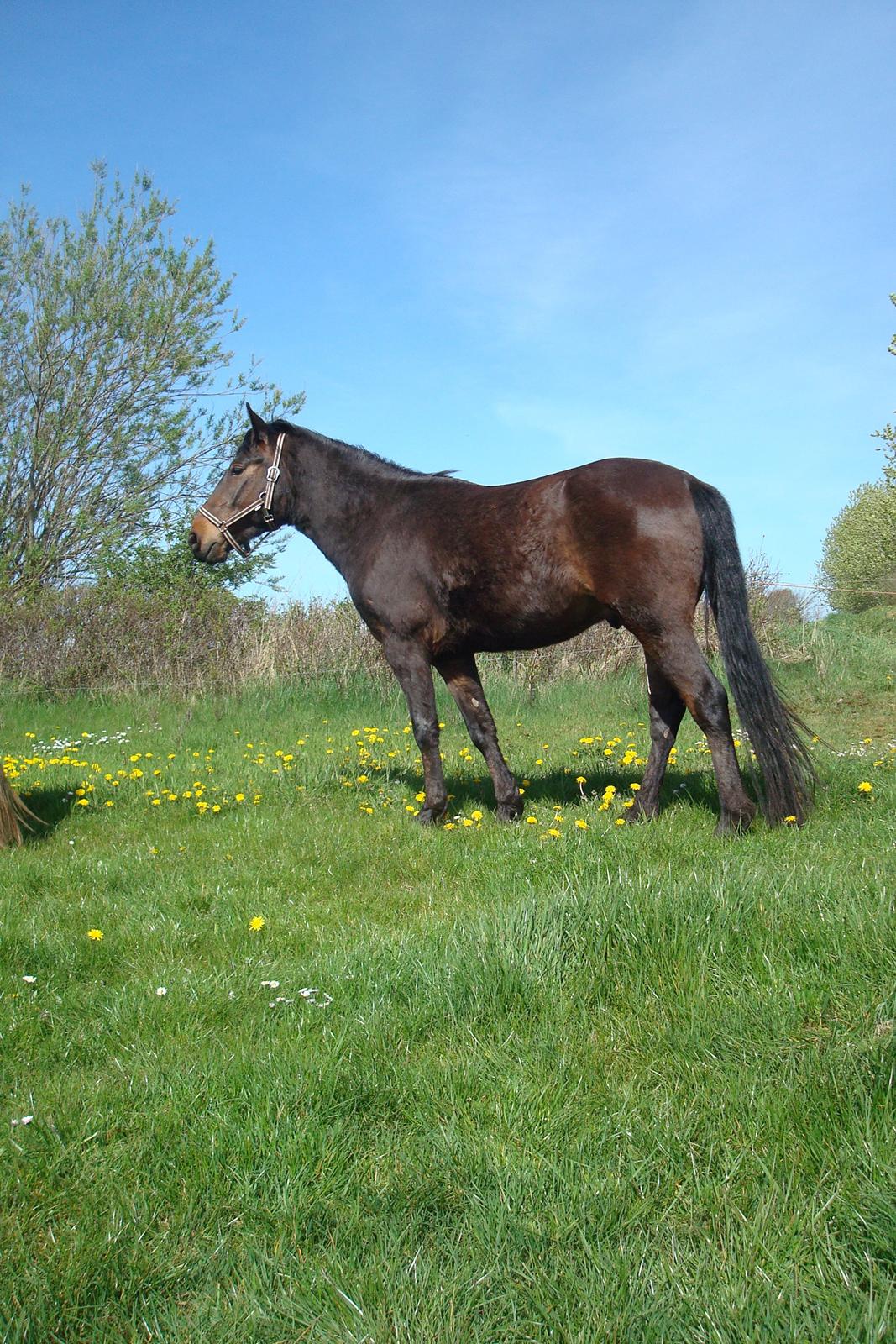 Anden særlig race Mister - maj 2012 billede 14