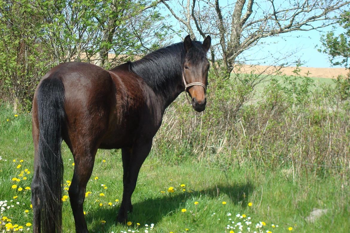 Anden særlig race Mister - maj 2012 billede 15