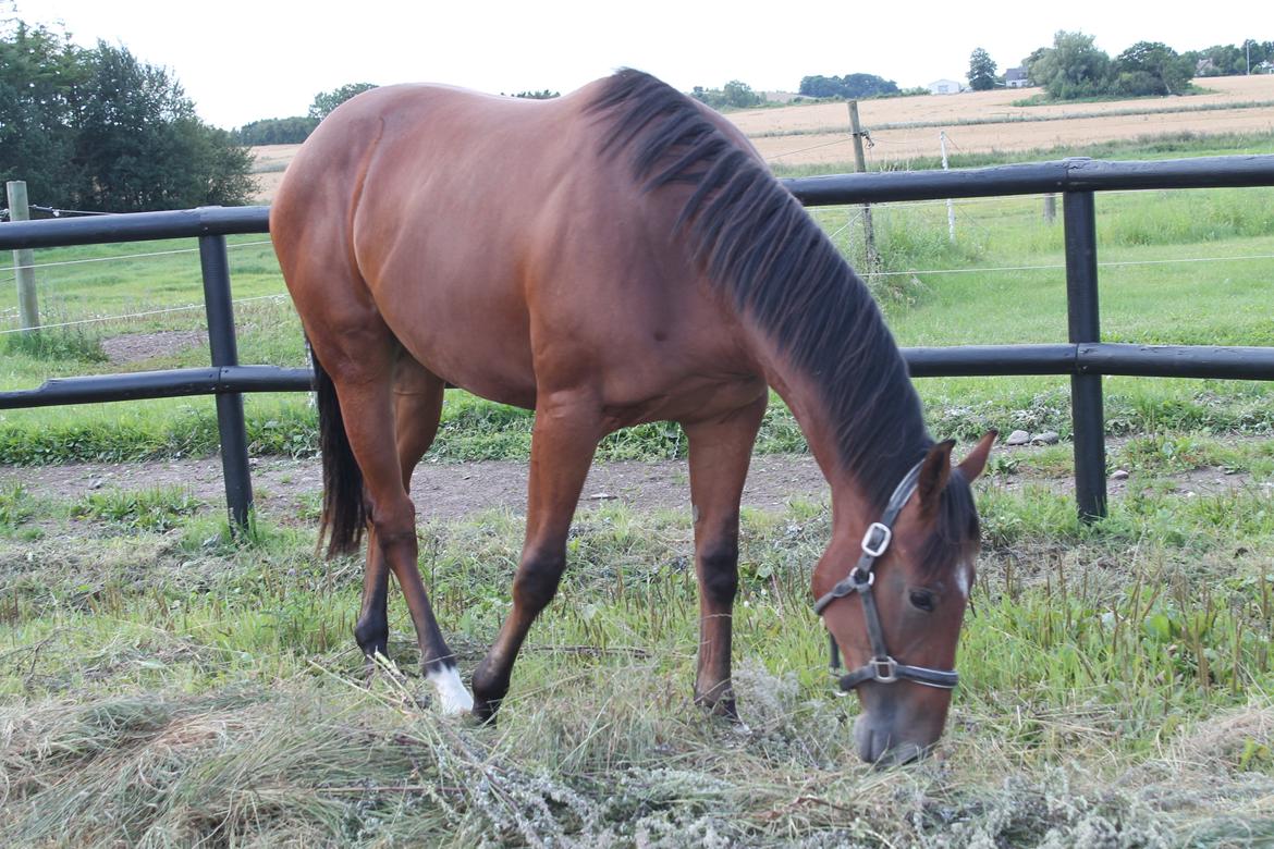 Fuldblod (XX) Rocky Habitat billede 2