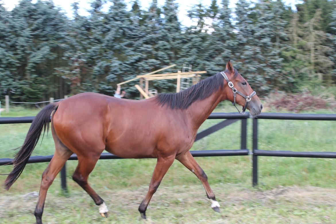 Fuldblod (XX) Rocky Habitat billede 3