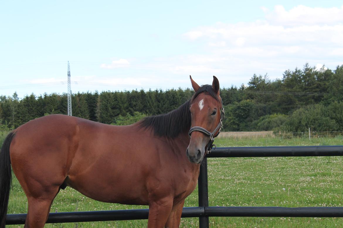 Fuldblod (XX) Rocky Habitat billede 4