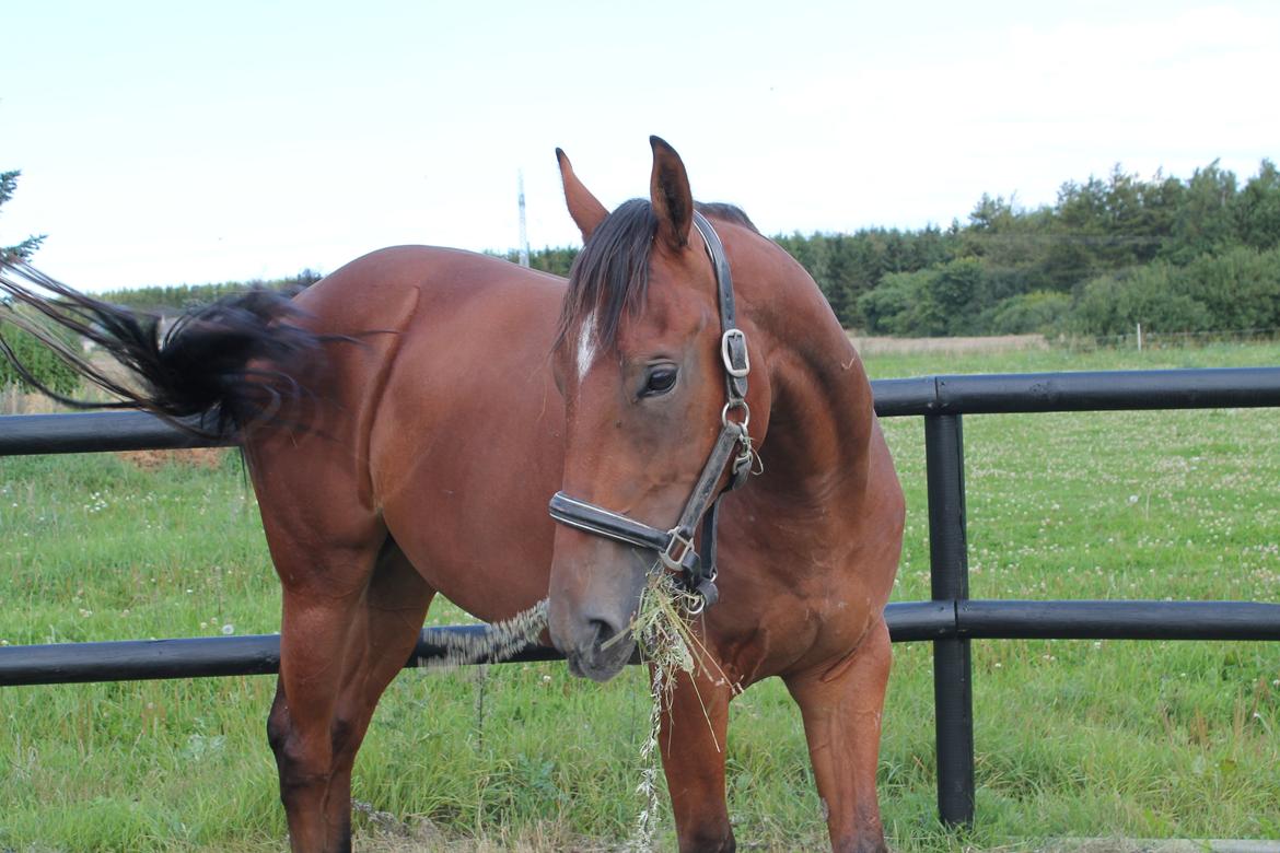 Fuldblod (XX) Rocky Habitat billede 5