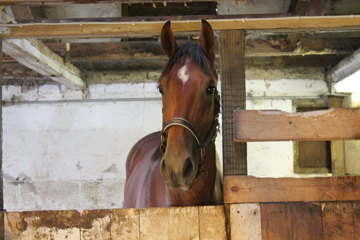 Fuldblod (XX) Rocky Habitat billede 6