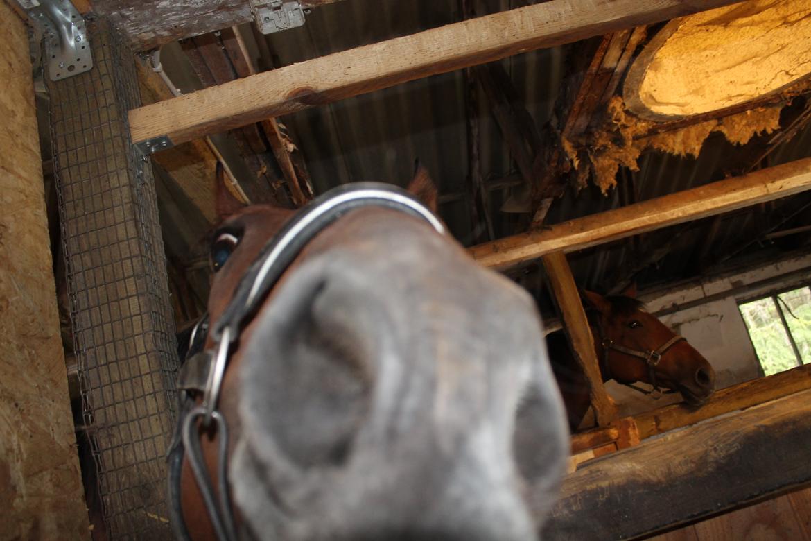 Fuldblod (XX) Rocky Habitat billede 7