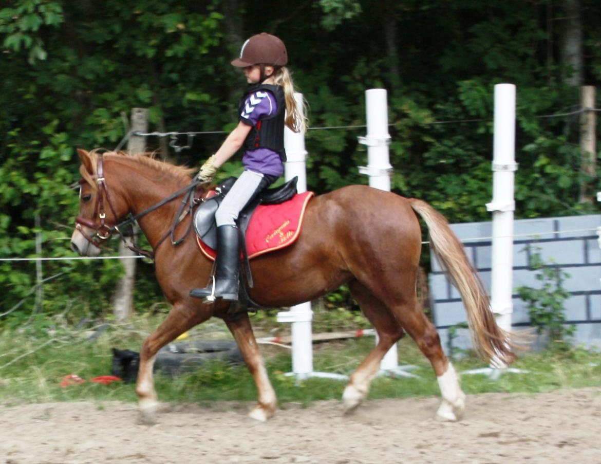 Welsh Partbred (Sec F) Valbjerggaard`s Casiopaia billede 16