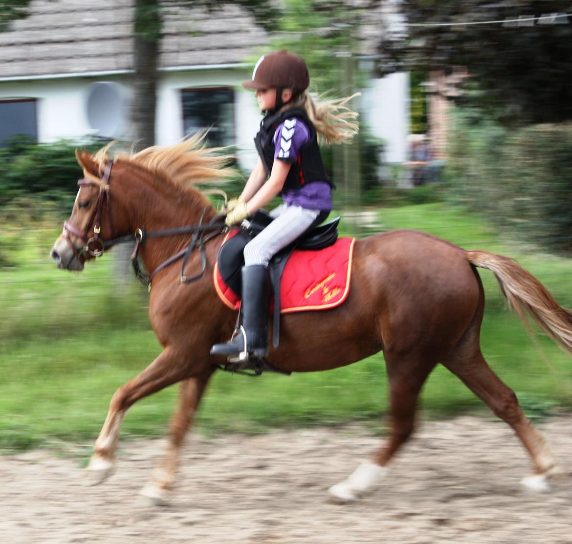 Welsh Partbred (Sec F) Valbjerggaard`s Casiopaia billede 12