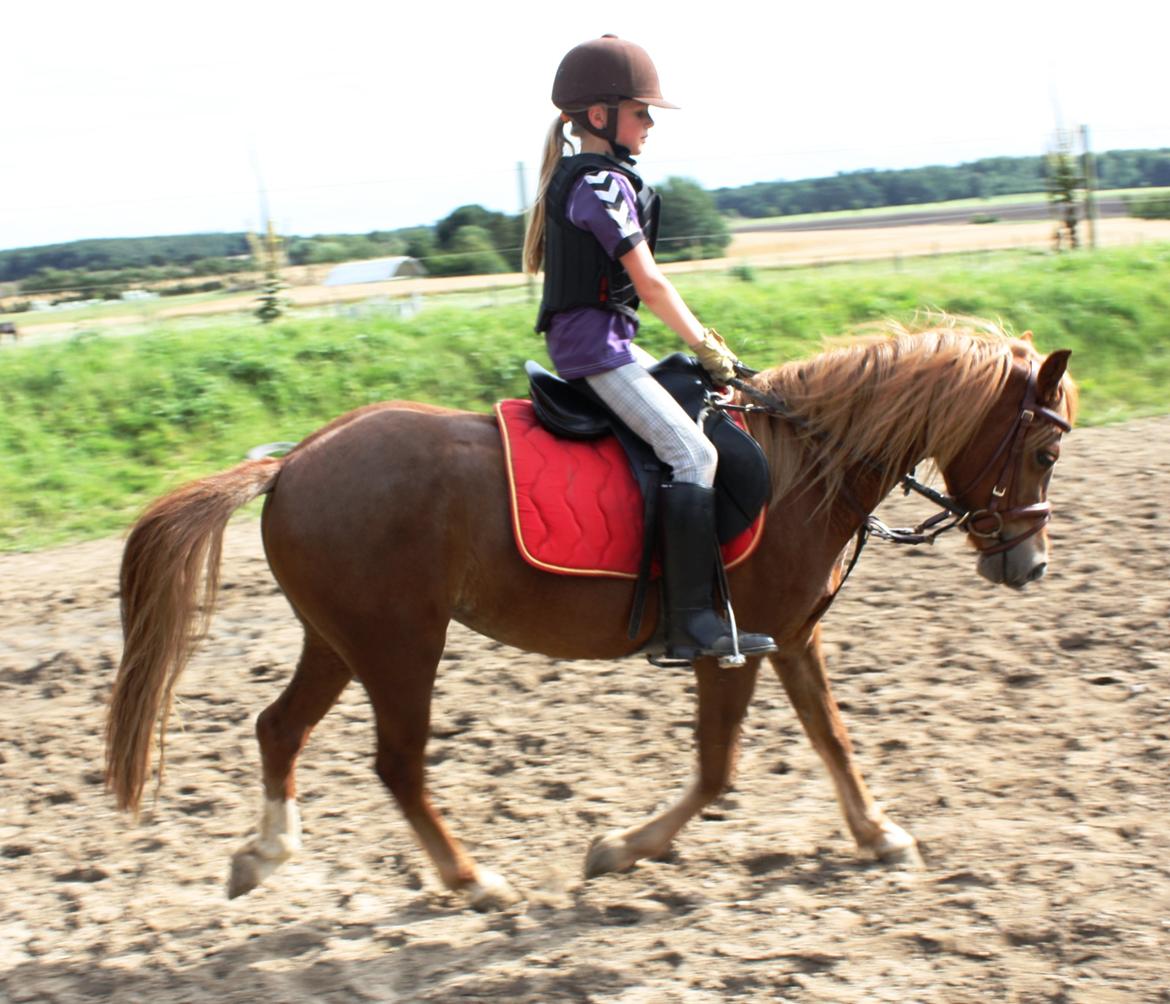 Welsh Partbred (Sec F) Valbjerggaard`s Casiopaia billede 15