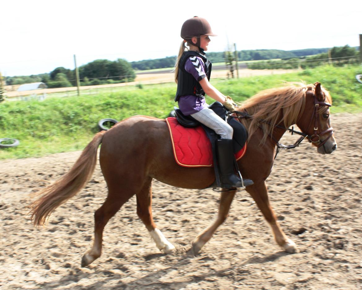 Welsh Partbred (Sec F) Valbjerggaard`s Casiopaia billede 13