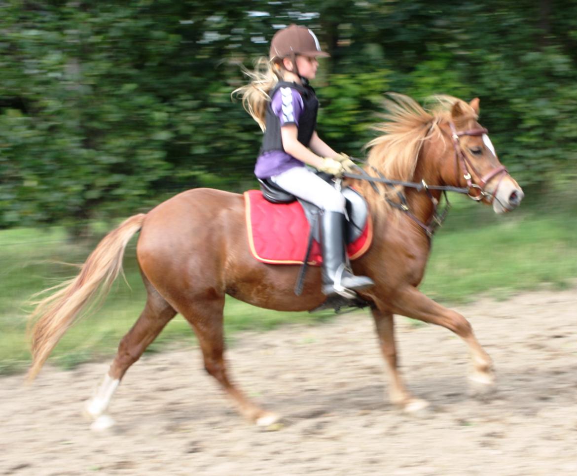 Welsh Partbred (Sec F) Valbjerggaard`s Casiopaia billede 19