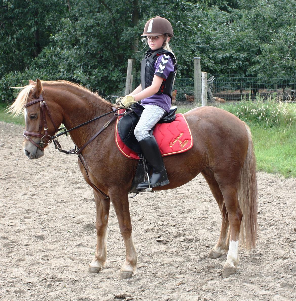 Welsh Partbred (Sec F) Valbjerggaard`s Casiopaia billede 10