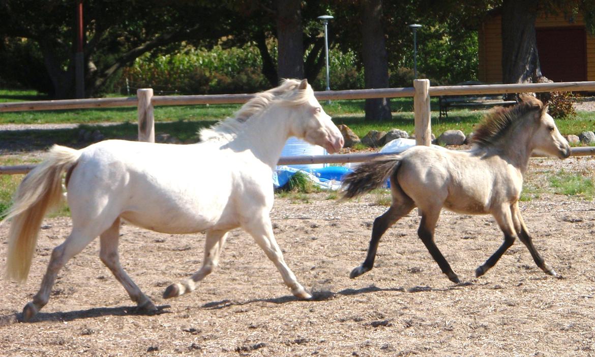 Anden særlig race Triple A Daysi billede 1