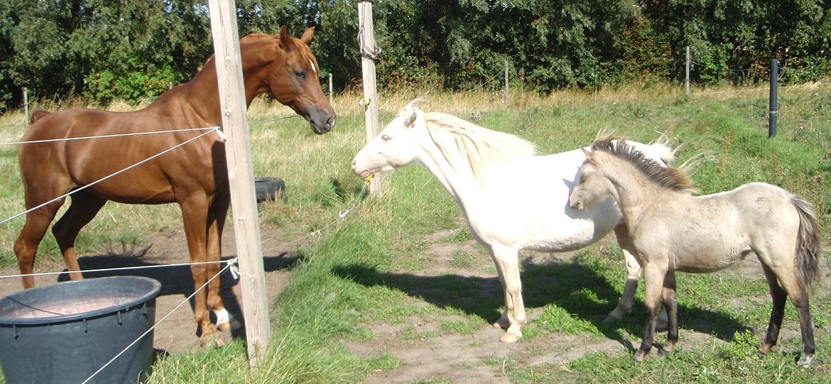 Anden særlig race Triple A Daysi billede 2